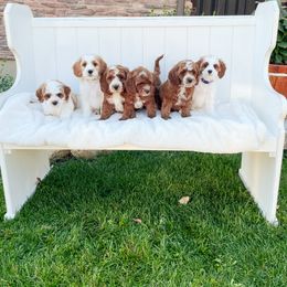 Bernedoodle and Cavapoo Puppies from Wonderful World Doodles