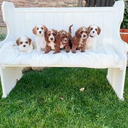 Bernedoodle and Cavapoo Puppies from Wonderful World Doodles