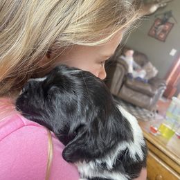 Newfoundland and Shih Tzu Puppies from Grand Meadow Newfoundlands