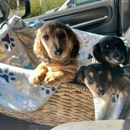 Dachshund Puppies from Brittany Barks