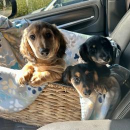 Dachshund Puppies from Brittany Barks