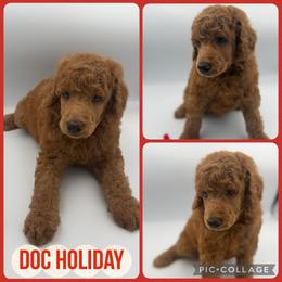 Doc Holiday - Red  male Poodle puppy in Mount Vernon, Illinois from AMC Poodles