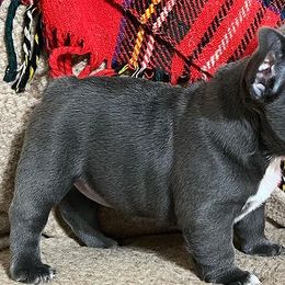 French Bulldogs from Konnenstoltz Rottweilers and KSB Bully’s