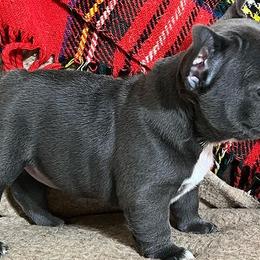 French Bulldogs from Konnenstoltz Rottweilers and KSB Bully’s