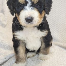 Comet - Tri-color male Bernedoodle puppy in Shelton, Washington from NW Bernedoodles of Washington