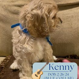 Cocker Spaniel Puppies from Little Acres LongviewTx Cocker Spaniels