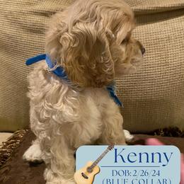 Cocker Spaniel Puppies from Little Acres LongviewTx Cocker Spaniels