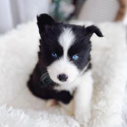 Malley - Black and white female Pomsky puppy in Cleveland, Ohio from Lake Point Pomskies