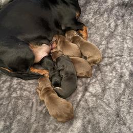 Boy 4 - Chocolate and tan male Dachshund puppy in Flint, Michigan from Matthews Dachshunds