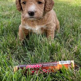 Goldendoodle and Shichon Puppies from Kinzor Kennels