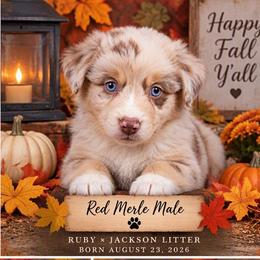 Harvest - Red merle male Miniature American Shepherd puppy in Plant City, Florida from Osborne & Stormborn FL Kennels