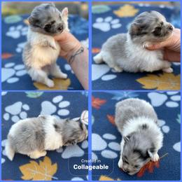 Blue Merle Parti - Blue merle male Pomeranian puppy in Harrah, Oklahoma from Sunshines Pomeranians & Cavapoos