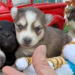 Dazzle - Merle female Pomsky puppy in Spring Hill, Florida from PDQ Pomskies