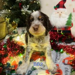 BB2 - Tri-Roan male English Springer Spaniel puppy in Britton, South Dakota from K&S Canines
