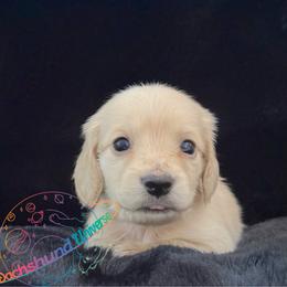 Astra - Cream female Dachshund puppy in Peyton, Colorado from Dachshund Universe