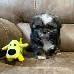 AKC Willow - Red female Shih Tzu puppy in Greenville, South Carolina from Babyface Shih Tzu