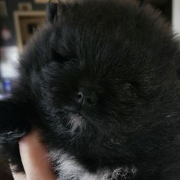 Pomeranians from Tracy Rush