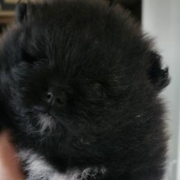 Pomeranians from Tracy Rush