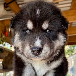 Blu - Agouti and white male Siberian Husky puppy in Walker, Louisiana from TRUHUSKY SIBERIANS