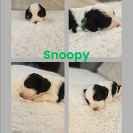 Snoopy - Black and white male Cavapoo puppy in Newdale, Idaho from Canyon Creek Puppies