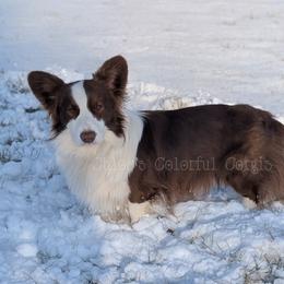 Pharaoh - Cardigan Welsh Corgi