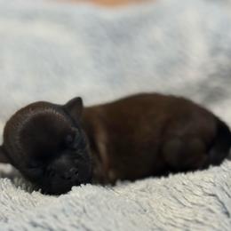 Jester - Blue and tan male Shorkie puppy in Delta, Colorado from SATA Kennels