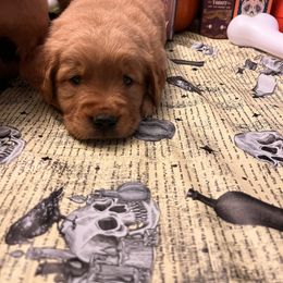 Golden Retriever Puppies from A1 Supreme Kennels