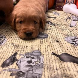 Golden Retriever Puppies from A1 Supreme Kennels