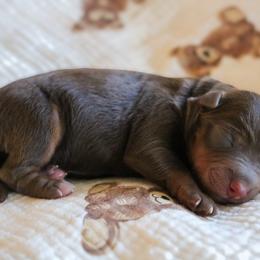 Dove - Red tri female Miniature Australian Shepherd puppy in Melbourne, Florida from True Spirited Aussies