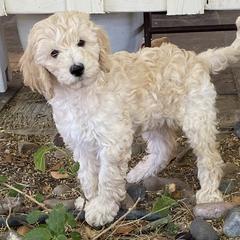 Australian Cobberdog Puppies from Mud Pies Australian Cobberdogs