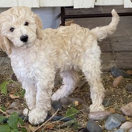 Australian Cobberdog Puppies from Mud Pies Australian Cobberdogs