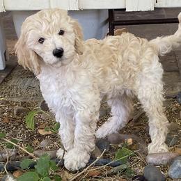 Australian Cobberdog Puppies from Mud Pies Australian Cobberdogs