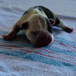 Boy 1 - Red male Boston Terrier puppy in Coopertown, Tennessee from Toon’s Boston Terriers