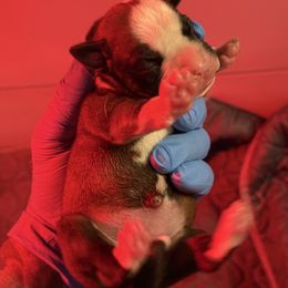 Cinder - Fawn female Boxer puppy in Oak Lawn, Illinois from Chicago Boxers & Yorkies