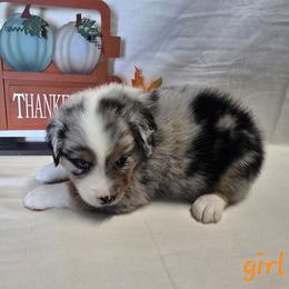Girl 2 - Blue merle female Australian Shepherd puppy in Lakeland, Florida from Diamond P Australian Shepherds