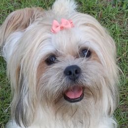 Calypso - Lhasa Apso