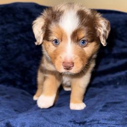 Poppy - Red merle female Miniature Australian Shepherd puppy in Pinnacle, North Carolina from Higher Elevations Mini Aussies