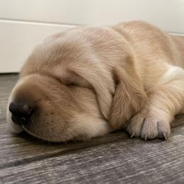 Labrador Retrievers from Blackbird Labradors