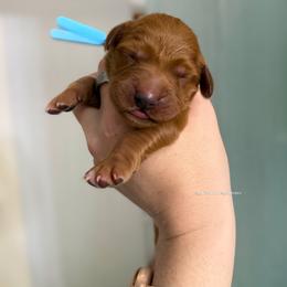 Blue - Dark golden male Golden Retriever puppy in Gillete, Wyoming from Red Prairie Retrievers