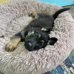 Fuji - Green boy - Bi-color male German Shepherd puppy in Oakley, California from Von Guadachi German Shepherds & Audacity Border Collies