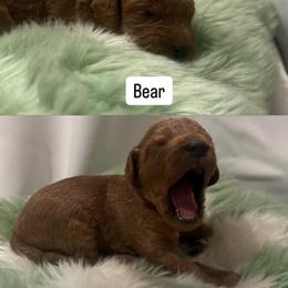 Goldendoodle Puppies from The Doodle House