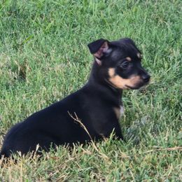 Onyx - Black and white male Teddy Roosevelt Terrier puppy in Claremore, Oklahoma from Travelin' Man Terriers