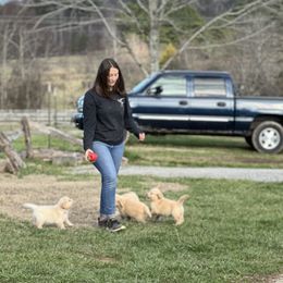Cavalier King Charles Spaniel and Golden Retriever Puppies from Country Goldens and Mountain Top Cavaliers
