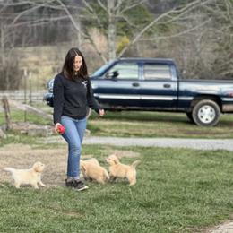 Cavalier King Charles Spaniel and Golden Retriever Puppies from Country Goldens and Mountain Top Cavaliers