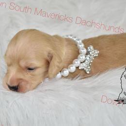 Dark cream - Cream female Dachshund puppy in Seminary, Mississippi from Down South Mavericks Dachshunds