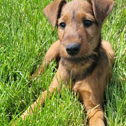 Irish Terrier and Jack Russell Terrier Puppies from Back Country Terriers