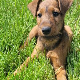 Irish Terrier and Jack Russell Terrier Puppies from Back Country Terriers