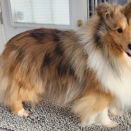 "Toby" - Shetland Sheepdog