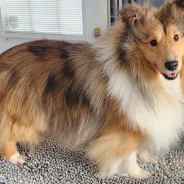 "Toby" - Shetland Sheepdog