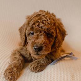 Thyme - Red  male Goldendoodle puppy in Georgia from Mother of Golden Doodles